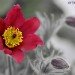Poppy 260408